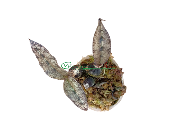 Oeceoclades roseo (variegata)