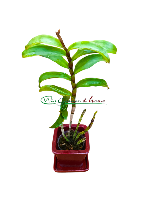 Epc. René Marqués x Caularthron bicornutum