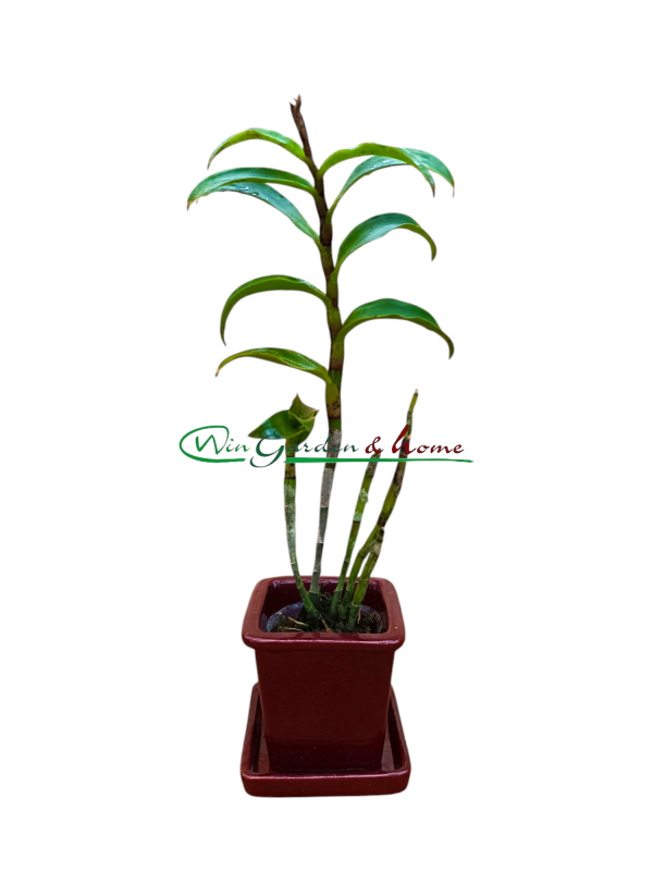 52428 Epc. René Marqués x Caularthron bicornutum