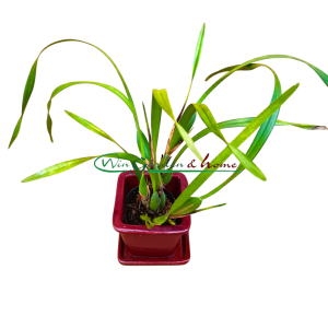 Maxillaria Memoria Ben Berliner