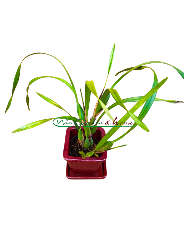 Maxillaria Memoria Ben Berliner