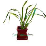 Maxillaria Memoria Ben Berliner