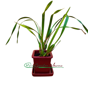 Maxillaria Memoria Ben Berliner