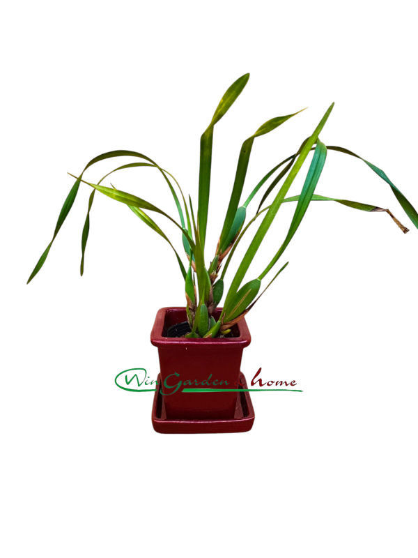52430 Maxillaria Memoria Ben Berliner