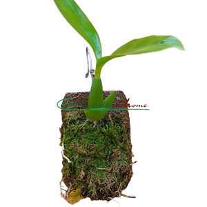 Baptistonia echinata