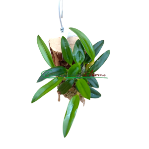 Sophronitis (coccinea x roeum)