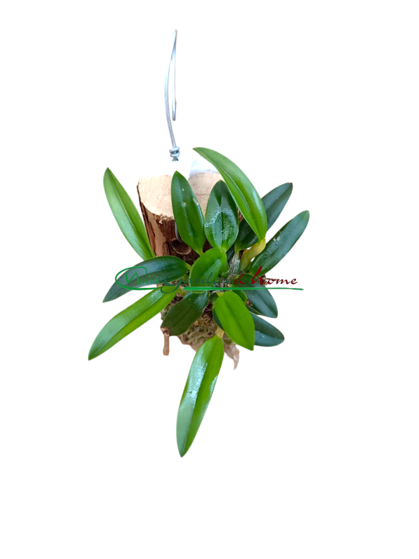 Sophronitis (coccinea x roeum)