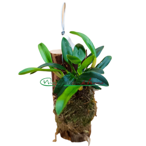 Sophronitis (coccinea x roeum)
