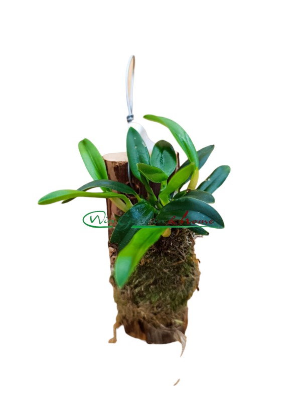 52467 Sophronitis (coccinea x roeum)