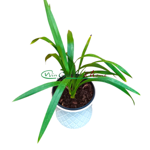 Cymbidium Tiger Moth
