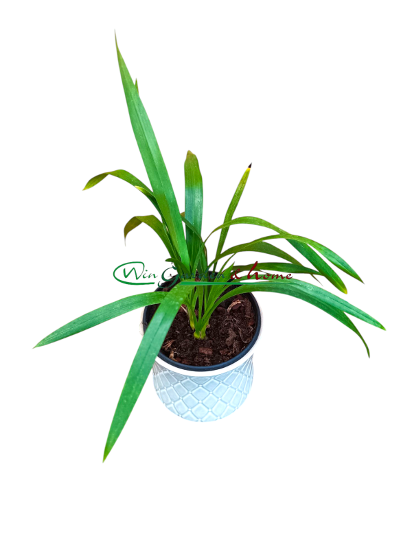 Cymbidium Tiger Moth