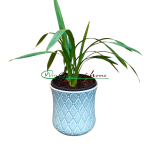 Cymbidium Tiger Moth