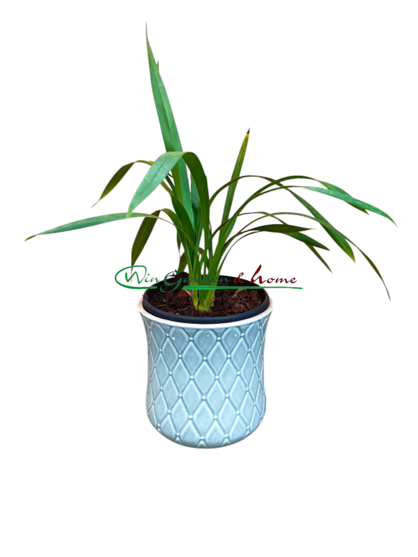 Cymbidium Tiger Moth