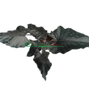 ALOCASIA ANTORO VELVET
