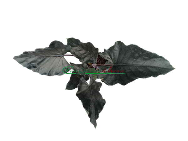 ALOCASIA ANTORO VELVET