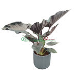ALOCASIA ANTORO VELVET