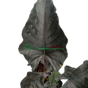ALOCASIA ANTORO VELVET