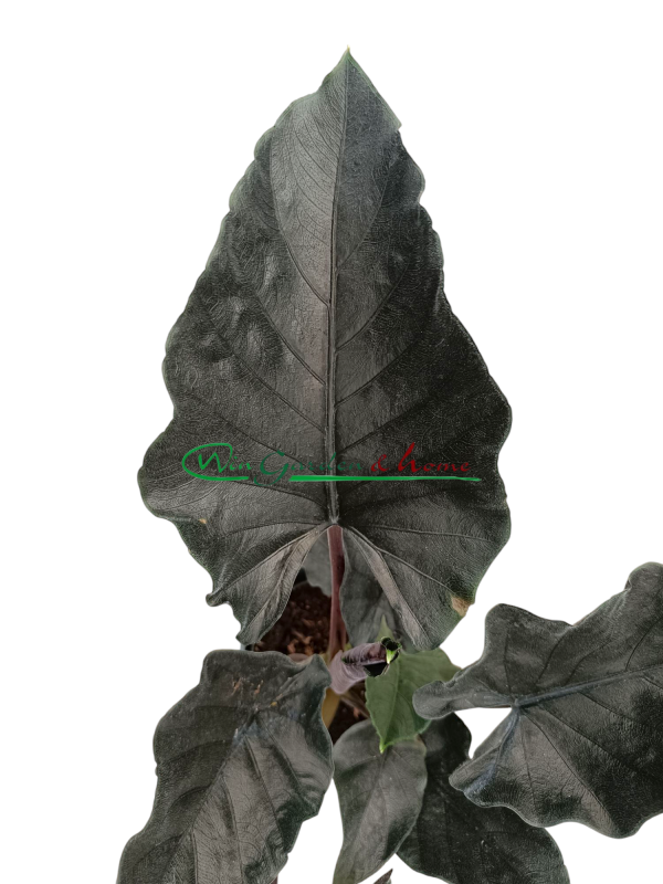 ALOCASIA ANTORO VELVET