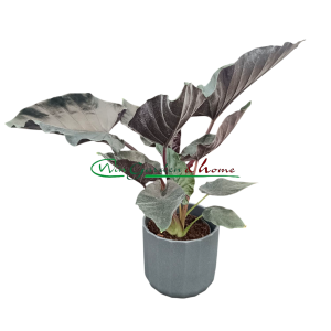 ALOCASIA ANTORO VELVET