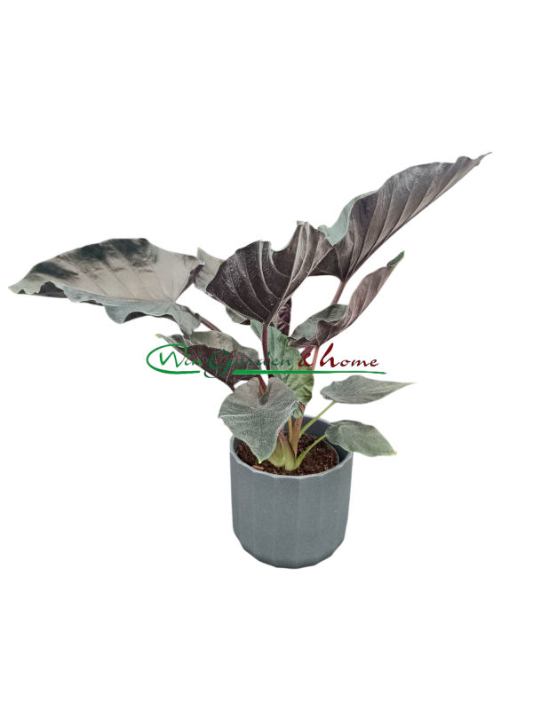 52525 ALOCASIA ANTORO VELVET