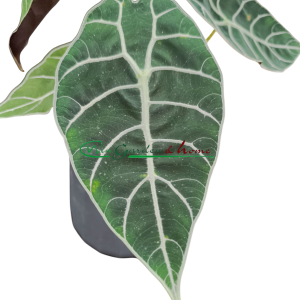 ALOCASIA PRIDE OF CORUP