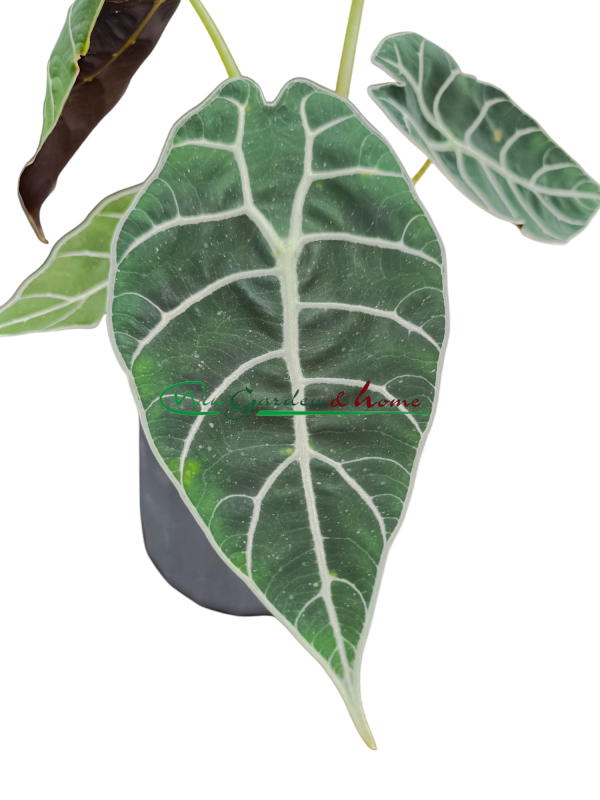 ALOCASIA PRIDE OF CORUP
