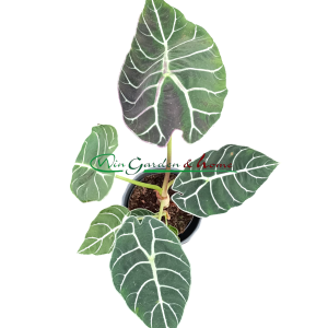 ALOCASIA PRIDE OF CORUP