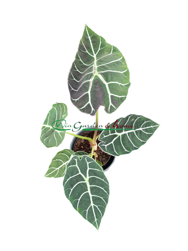 ALOCASIA PRIDE OF CORUP