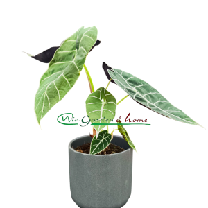 ALOCASIA PRIDE OF CORUP