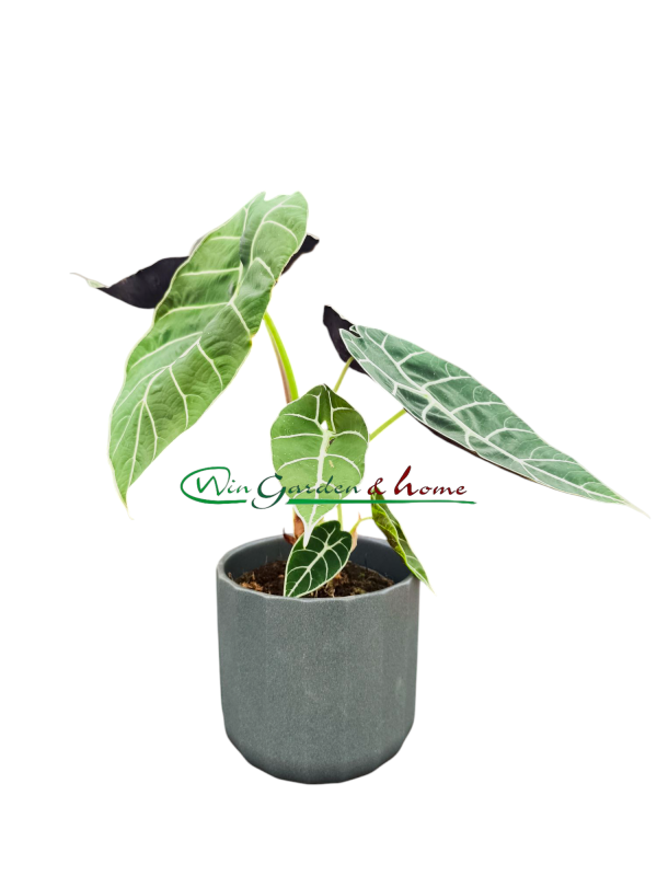 52527 ALOCASIA PRIDE OF CORUP