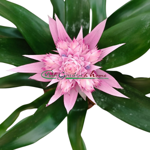AECHMEA IRIA