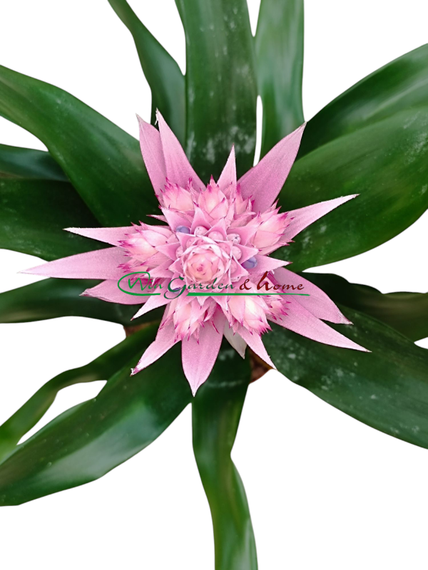 AECHMEA IRIA