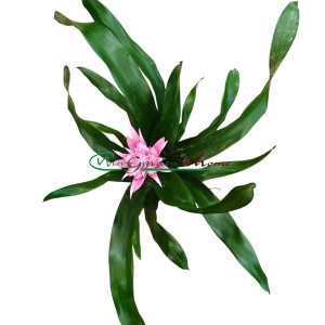 AECHMEA IRIA