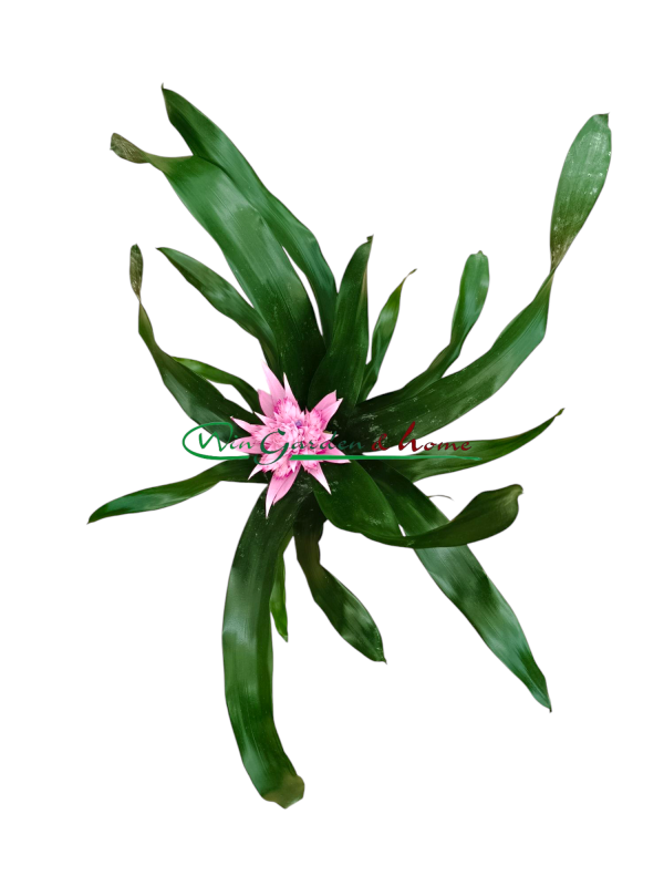 AECHMEA IRIA