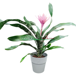 AECHMEA IRIA