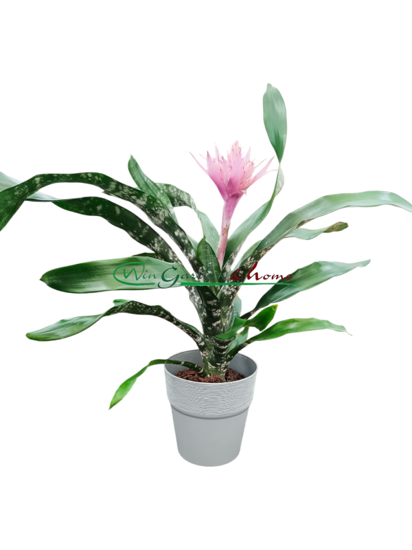 52536 AECHMEA IRIA