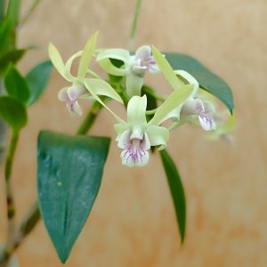 DENDROBIUM KINGIANUM X SPECIOSUM