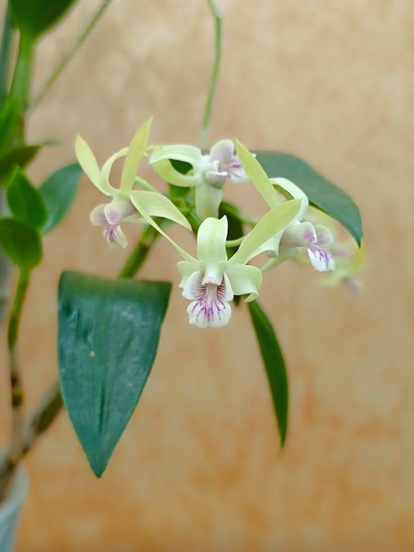 DENDROBIUM KINGIANUM X SPECIOSUM