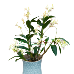 DENDROBIUM KINGIANUM X SPECIOSUM