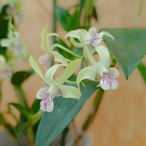 DENDROBIUM KINGIANUM X SPECIOSUM