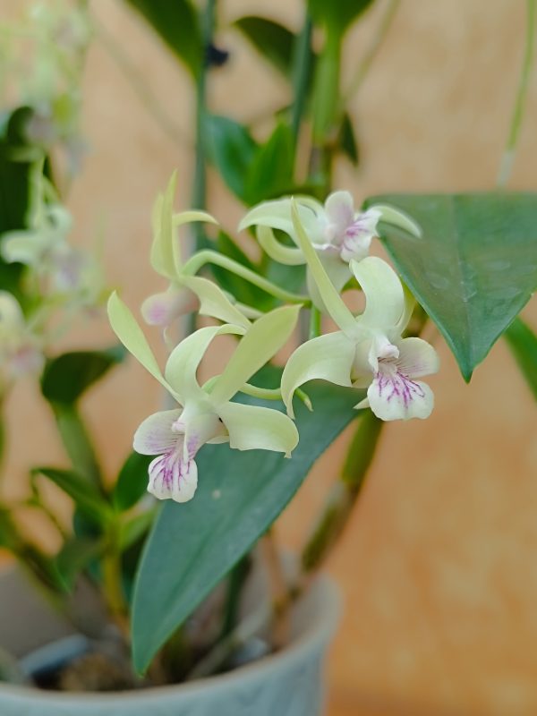 DENDROBIUM KINGIANUM X SPECIOSUM
