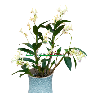 DENDROBIUM KINGIANUM X SPECIOSUM