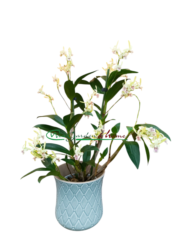 52541 DENDROBIUM KINGIANUM X SPECIOSUM
