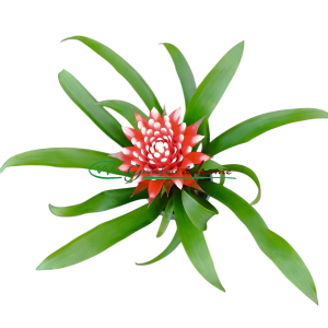GUZMANIA HOPE