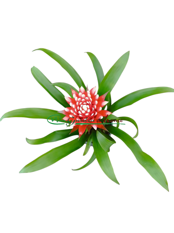 GUZMANIA HOPE