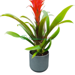 GUZMANIA HOPE