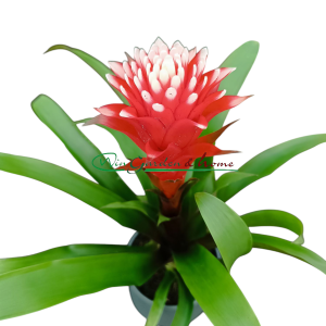 GUZMANIA HOPE