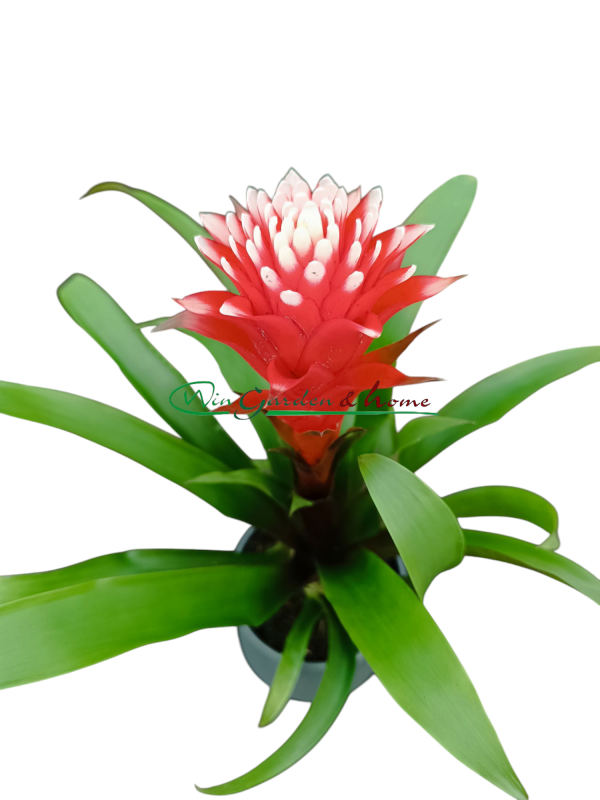 GUZMANIA HOPE