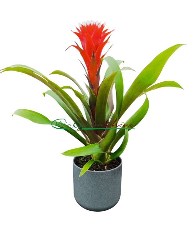 5355 GUZMANIA HOPE