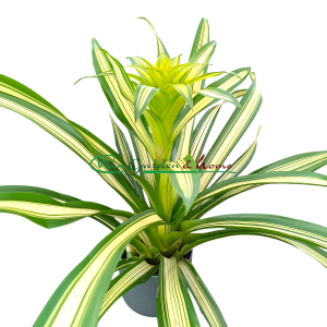 bromelia variegata